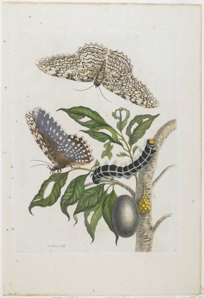 Moths, Caterpillars, and Foliage by Maria Sibylla Merian